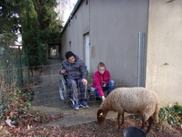 moutons