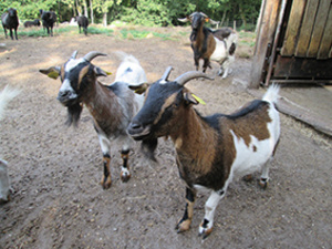 ferme pedagogique