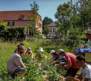 companions in agroecology