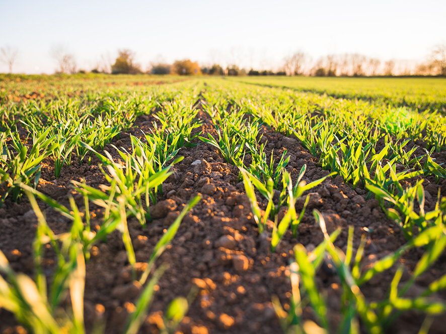 Accelerating the food production and agroecological transition